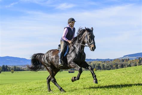 Reiten